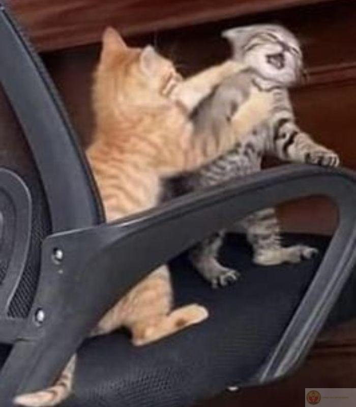 Ánh mắt lạnh như tiền nhưng lòng muốn xin cá