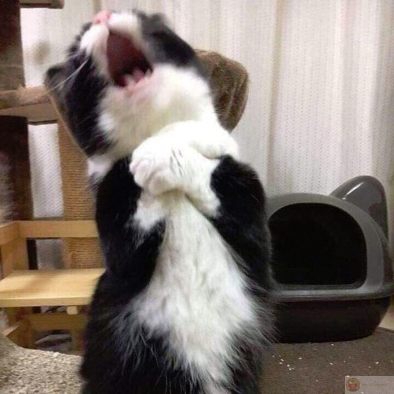 Mặt ngây thơ nhưng lòng toàn là mưu mô