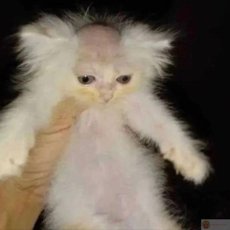 Mặt biểu cảm như đang suy xét nhân sinh