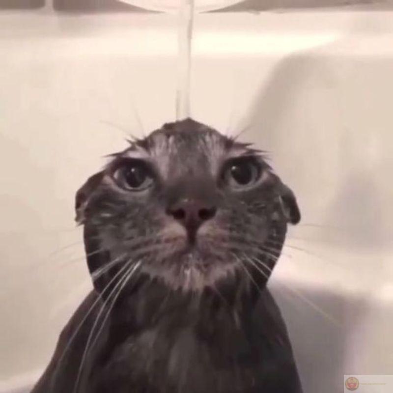 Meme mèo ngủ ngon