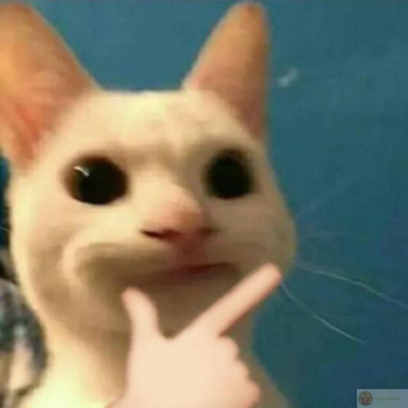 Meme mèo uống bia