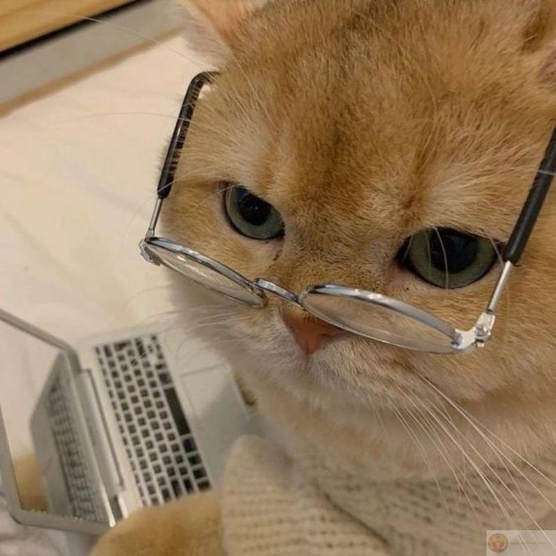 Hình nền meme mèo