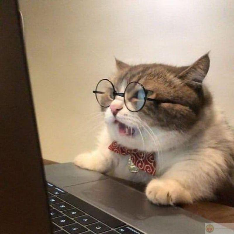 Mèo kêu "meo meo", lòng tôi kêu "mua đi"