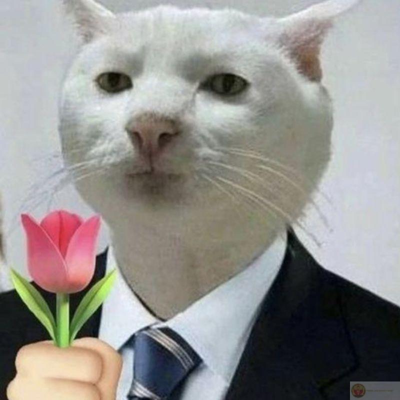 Mèo chỉ ăn, ngủ và thỉnh thoảng khinh bỉ tôi