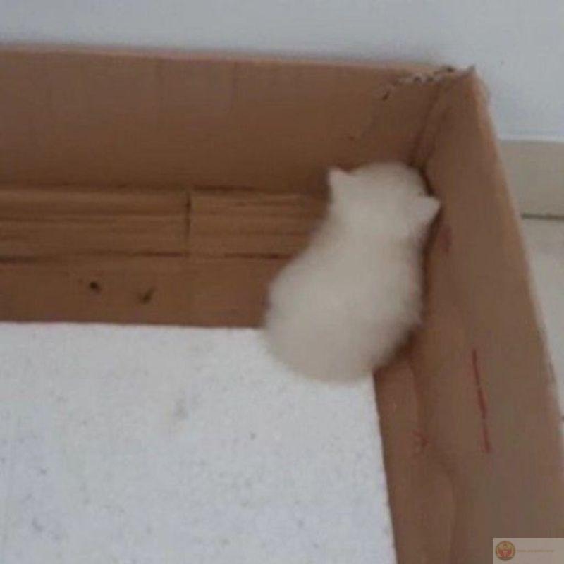 Mèo không nói, chỉ nhìn tôi đầy trách móc