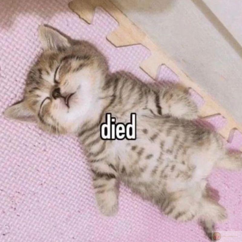 Mèo ngồi yên mà đầu nó tính chuyện rồi