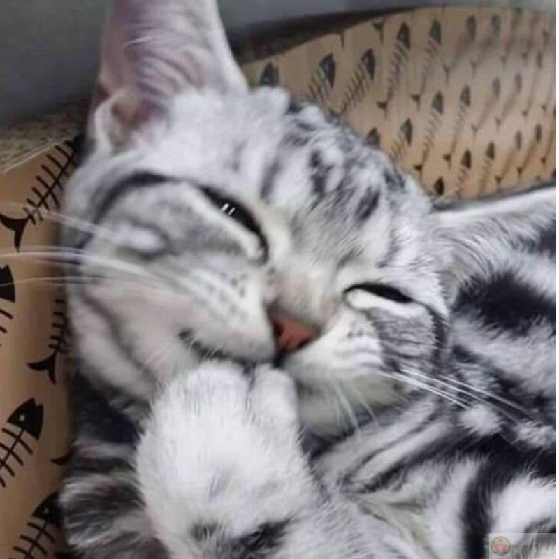 Mỗi lần bước xuống cầu thang là như đi catwalk