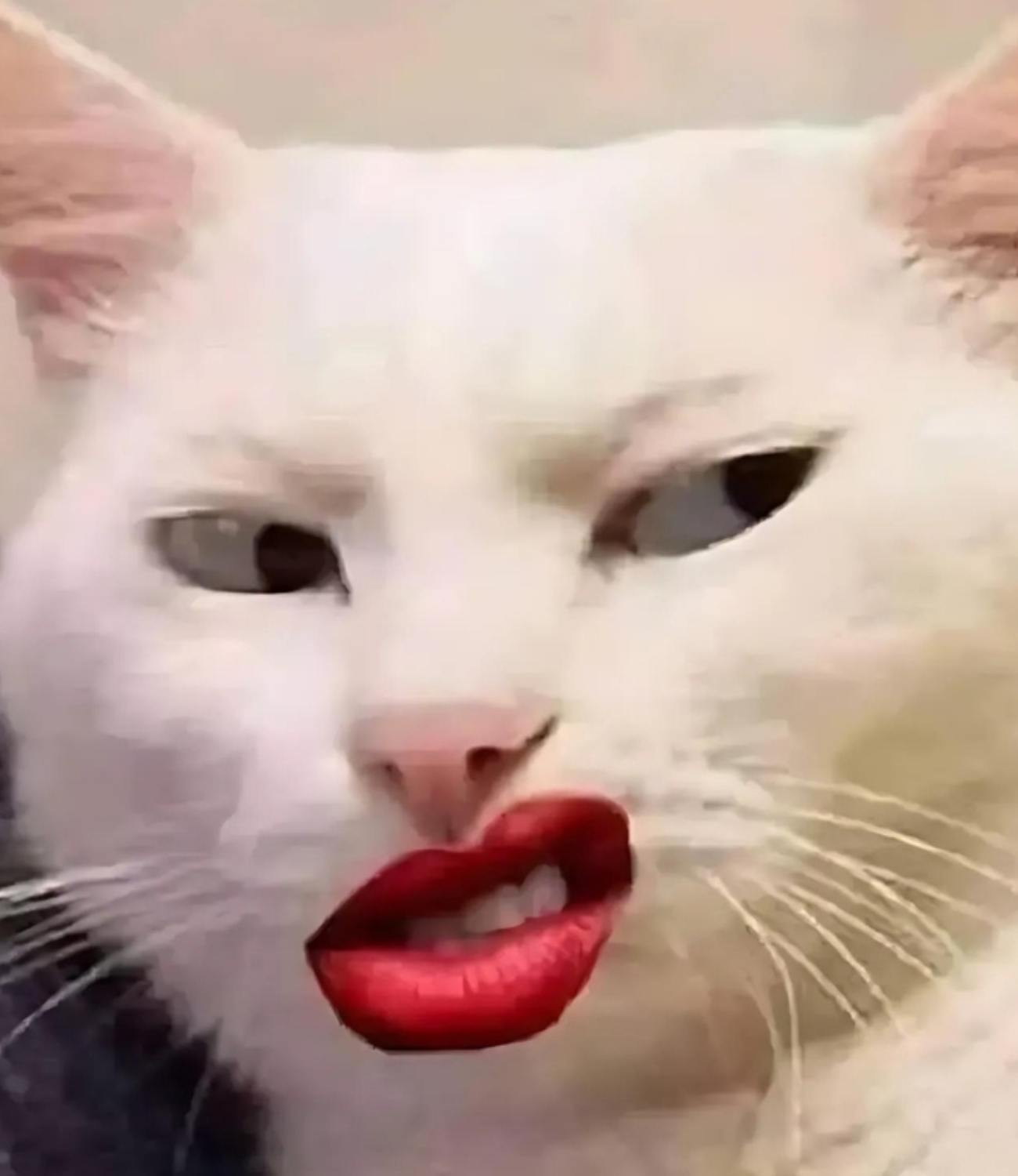 Chú mèo nhếch mép đầy hài hước