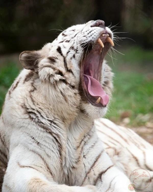 Meme Há Mồm 😮 Tổng Hợp Ảnh Chế HÁ MIỆNG Hài Hước