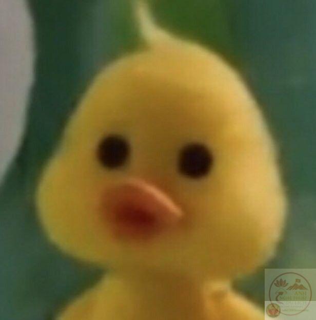 Meme vịt chu mỏ