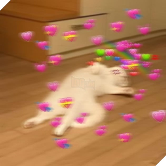 Mèo ngất xỉu với rất nhiều trái tim xung quanh