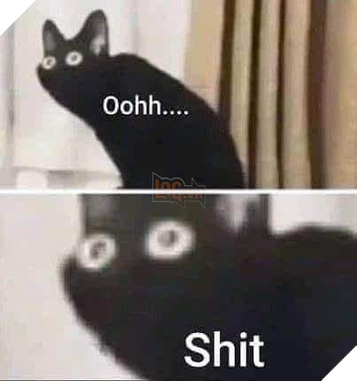 Mèo đen trố mắt nhìn nói ohhh shit