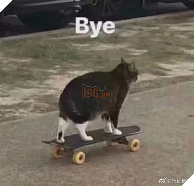 Mèo đen trượt ván nói bye