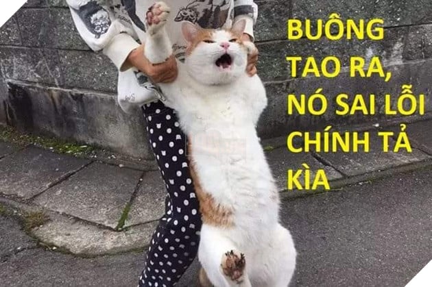 Mèo giận dữ, buông tao ra nó sai chính tả kìa