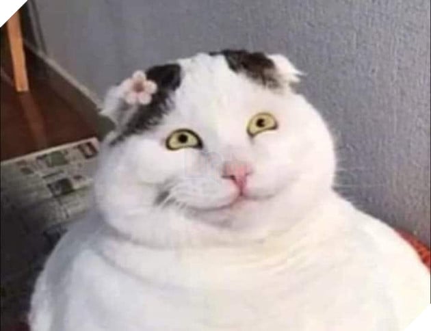 Mèo trắng béo ú cười với ánh mắt khả ố