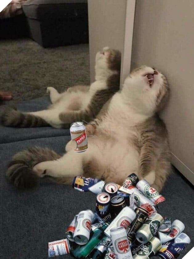 Chú mèo ngửa mặt say sml với rất nhiều vỏ lon bia đã uống hết