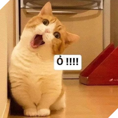 Mèo đáng yêu nghiêng đầu nói ỏ