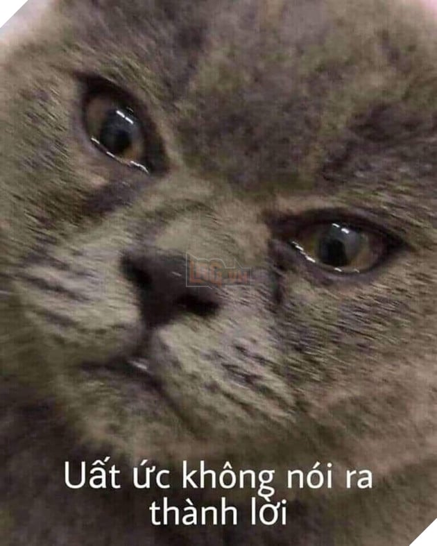 Mèo khóc uất ức không nói được thành lời