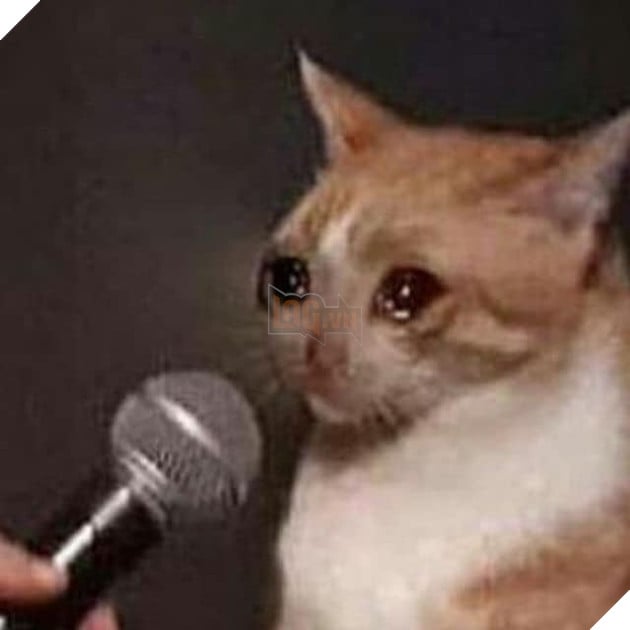 Mèo khóc ướt mắt khi được đưa mic phỏng vấn