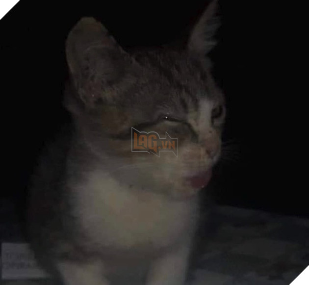 Chú mèo có khuôn mặt giống Leonardo DiCaprio