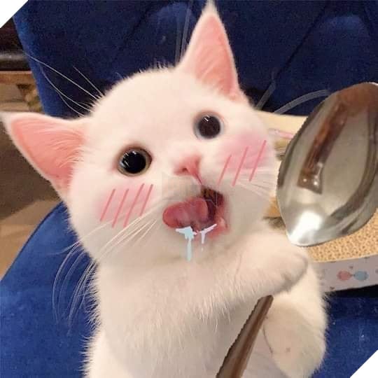 Mèo trắng đỏ mặt liếp mép cầm thìa thèm thuồng