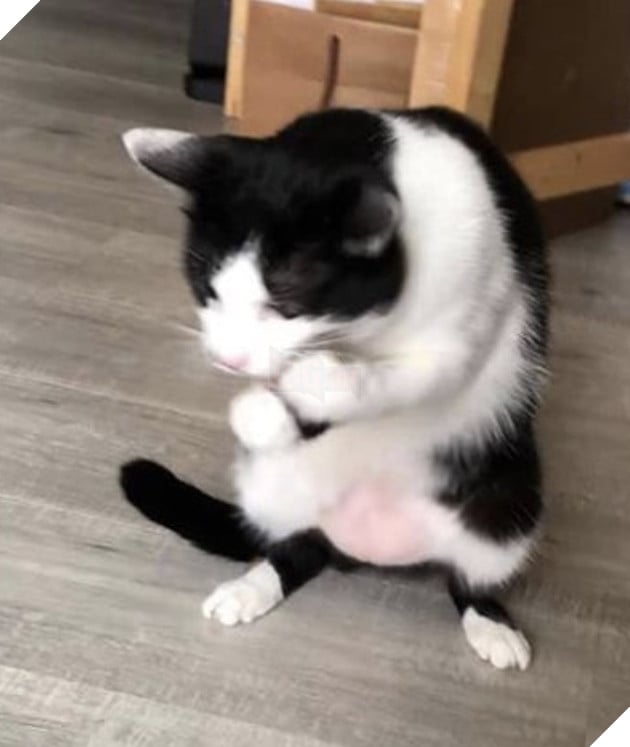 Mèo đen đốm trắng đưa hai chân thủ thế như đang đấm nhau