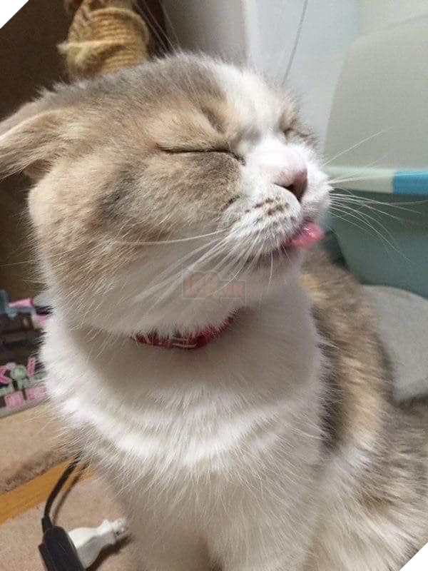 Mèo thè lưỡi lêu lêu rất đáng yêu