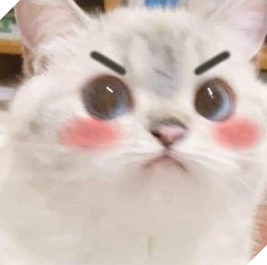 Mèo dễ thương đỏ mặt trợn mắt nhìn