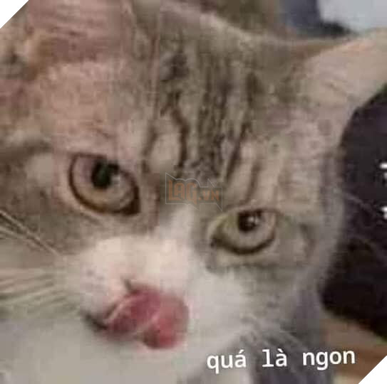 Mèo liếm mép nói quá là ngon
