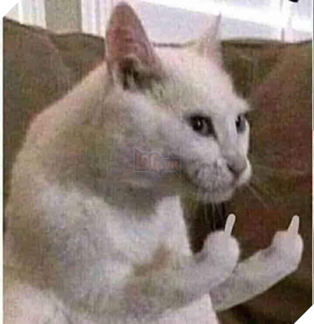 Mèo trắng đưa hai ngón tay thối