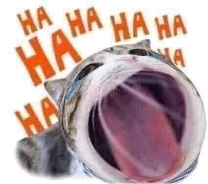 Mèo ngoác mồm cười lớn ha ha ha ha ha