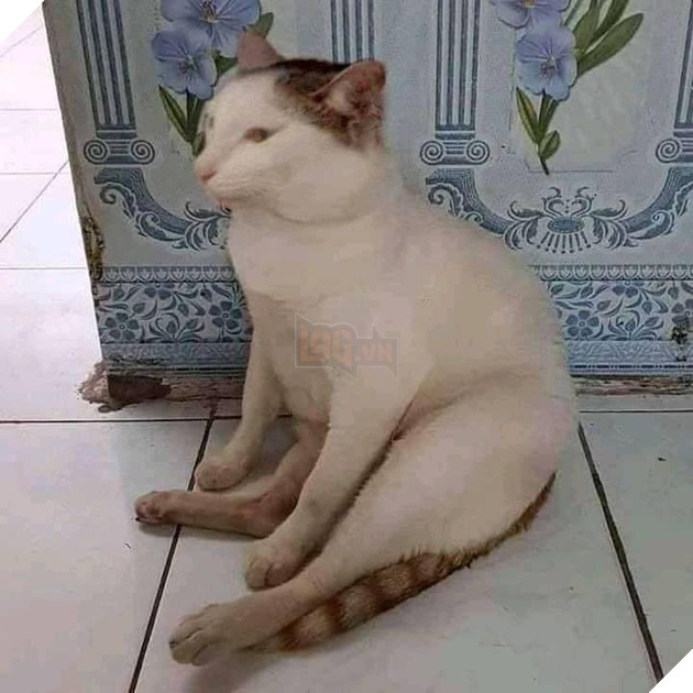 Chú mèo có dáng ngồi giống chú chó Cheems