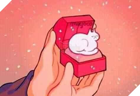 Hộp cầu hôn bằng một chú mèo nhỏ