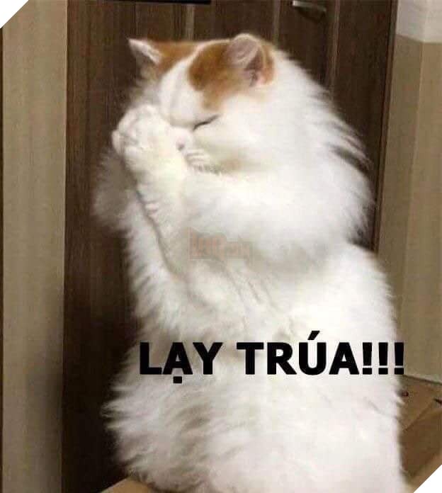 Mèo xù lông trắng chắp tay lạy chúa