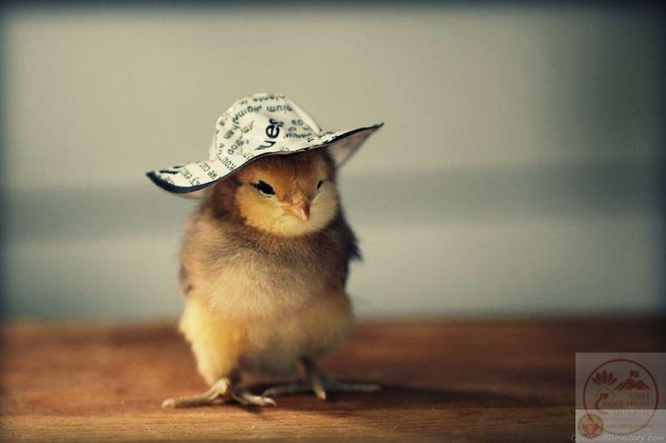 Bộ sưu tập 80+ ảnh Meme Gà cute dễ thương ai nhìn cũng bật cười không ngừng