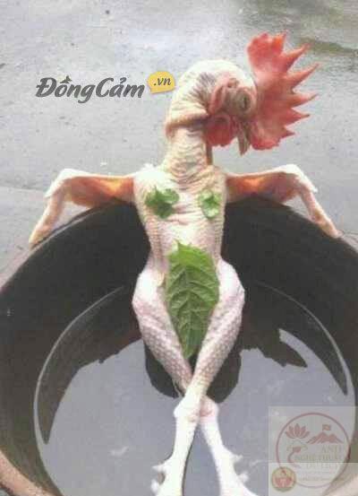 112+ Ảnh Meme Bựa Sự Hài Hước Không Giới Hạn