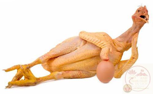 Gà Meme 🐔 Tổng Hợp Ảnh Chế Gà Ngáo Ngáo Hài Hước