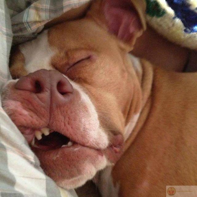 Chiếc gối là tri kỷ hiểu mọi nỗi buồn