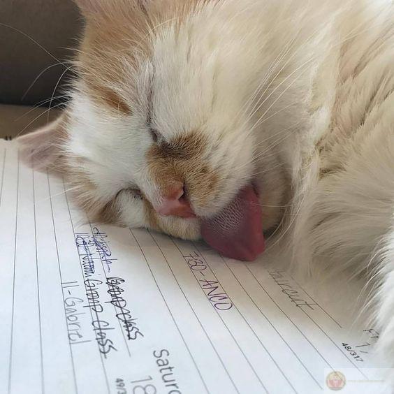 Tôi chỉ cần ba điều: ăn, ngủ, không bị làm phiền