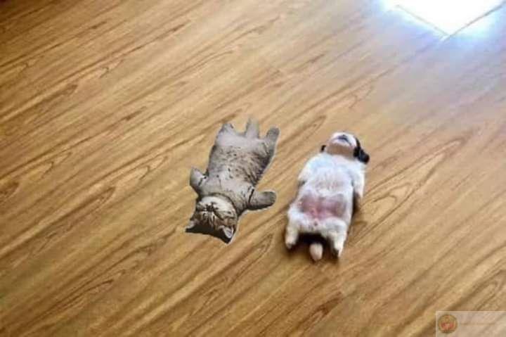 Giấc ngủ trưa thần thánh kéo dài đến chiều