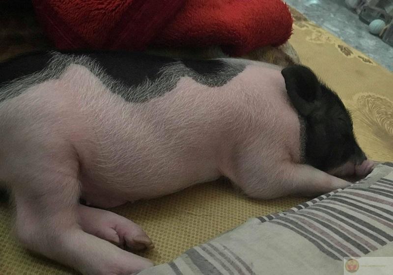 Ngủ gật nơi làm việc là một nghệ thuật