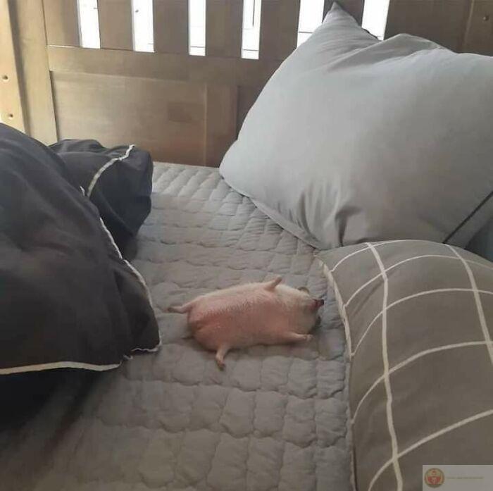 Ngủ đủ 8 tiếng vẫn thấy thiếu ngủ