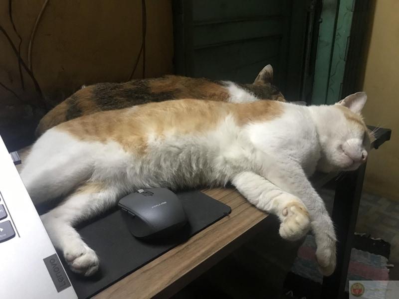 Cách giải quyết mọi vấn đề: đi ngủ