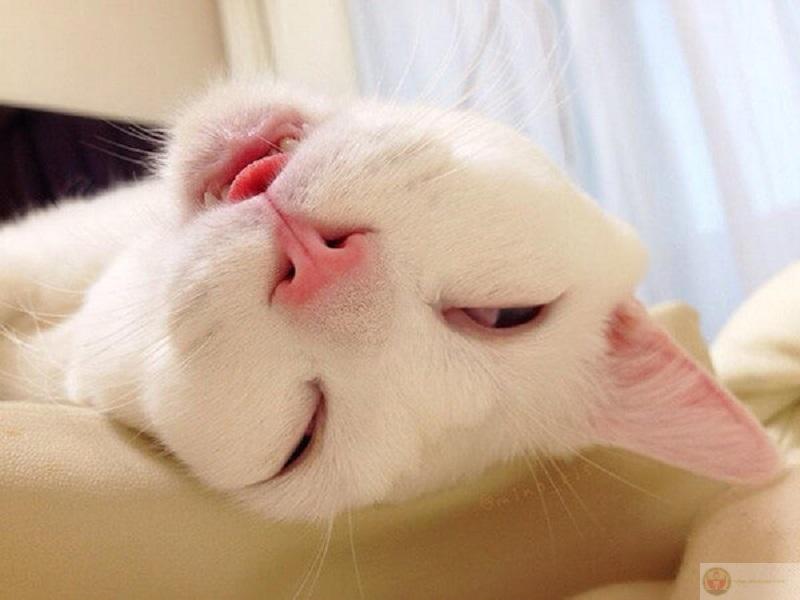 Thức dậy nhưng hồn còn đang ở giường