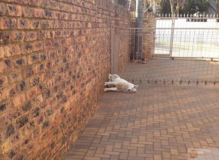 Sáng thức dậy mà vẫn còn buồn ngủ là chuyện thường