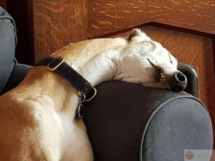 Ngủ là sở thích không bao giờ lỗi thời