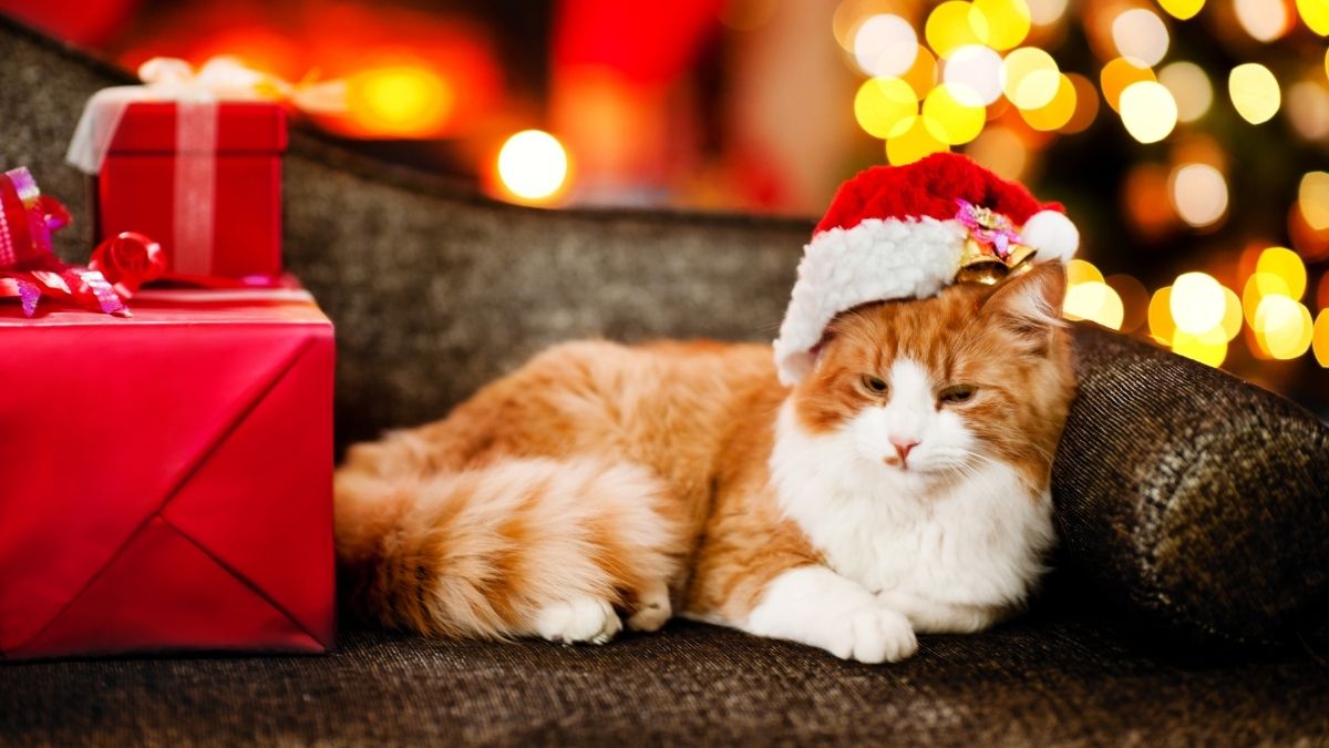 Hình ảnh mèo đáng yêu cho mùa Noel