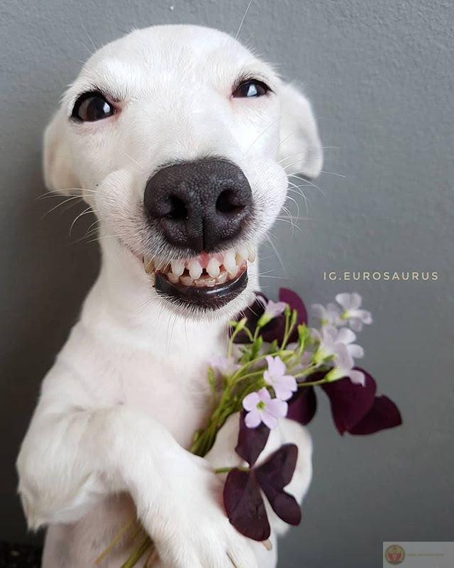 Bộ ảnh tặng hoa cute được chia sẻ rầm rộ vì mang lại năng lượng tích cực