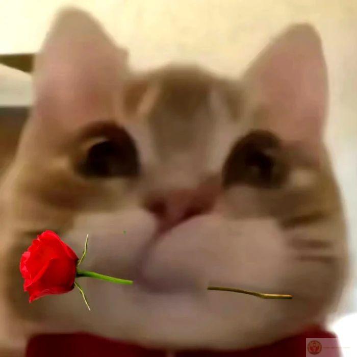 Chú mèo ôm hoa hồng đỏ tạo nên khoảnh khắc chế lãng mạn mà vẫn cực hài