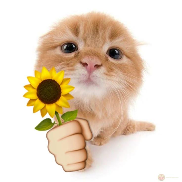 Hình reaction mèo với hoa hướng dương được cộng đồng mạng dùng nhiều khi comment